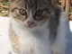 Sanremo: i gattini Micetto e Micetta nei giorni scorsi sono stati adottati