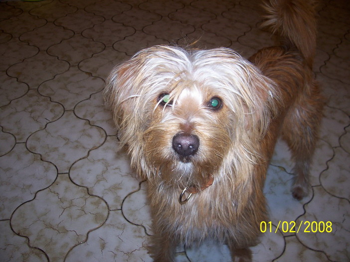 Sanremo: ritrovato a San Martino il cagnolino Milo