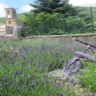 Montalto Carpasio: due associazioni hanno chiesto di poter gestire il Museo della Lavanda, il Comune cerca il confronto Montalto Carpasio: due associazioni hanno chiesto di poter gestire il Museo della Lavanda, il Comune cerca il confronto