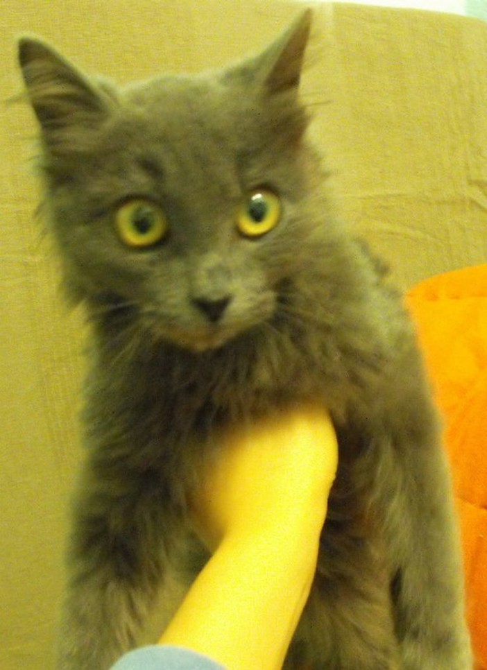 Ambulatori veterinari, l'opinione di Giovanni Persico presidente della Lega del Gatto di Sanremo Ambulatori veterinari, l'opinione di Giovanni Persico presidente della Lega del Gatto di Sanremo