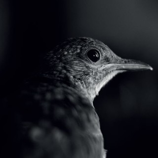 Bordighera: mercoledì prossimo, inaugurazione mostra fotografica ‘Emozioni in Bianco e Nero’ di Clara Vizzini
