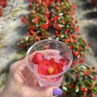 Be!GIN Protagonista a 'Le Serre Village in Festa' ad Albenga!