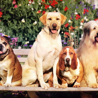 Sanremo: oggi e domani il Liguria International Dog Show al Mercato dei fiori