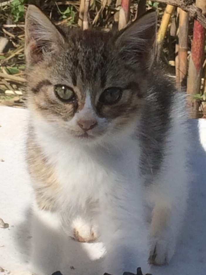 Sanremo: i gattini Micetto e Micetta nei giorni scorsi sono stati adottati