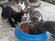 Sanremo: cinque bellissimi gattini sono in cerca di nuove famiglie
