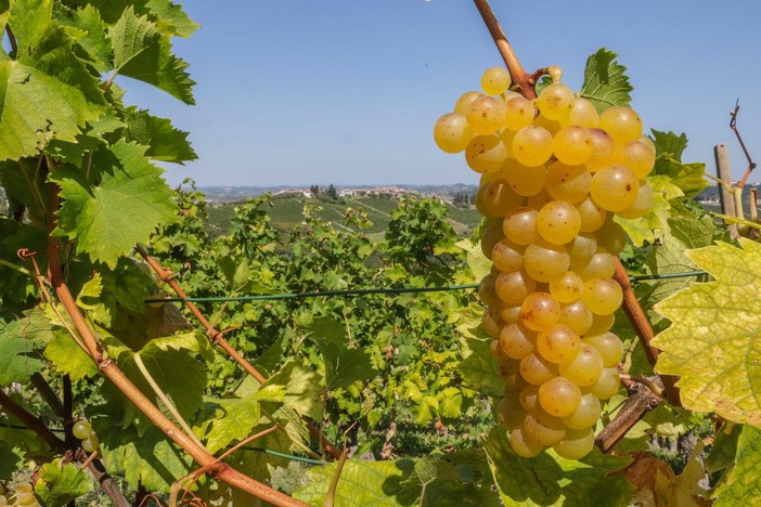 Un'estate all'insegna del Moscato: continua il tour dell’Asti Docg e del Moscato d’Asti Docg nelle principali piazze piemontesi Un'estate all'insegna del Moscato: continua il tour dell’Asti Docg e del Moscato d’Asti Docg nelle principali piazze piemontesi