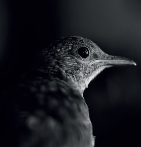 Bordighera: mercoledì prossimo, inaugurazione mostra fotografica ‘Emozioni in Bianco e Nero’ di Clara Vizzini Bordighera: mercoledì prossimo, inaugurazione mostra fotografica ‘Emozioni in Bianco e Nero’ di Clara Vizzini