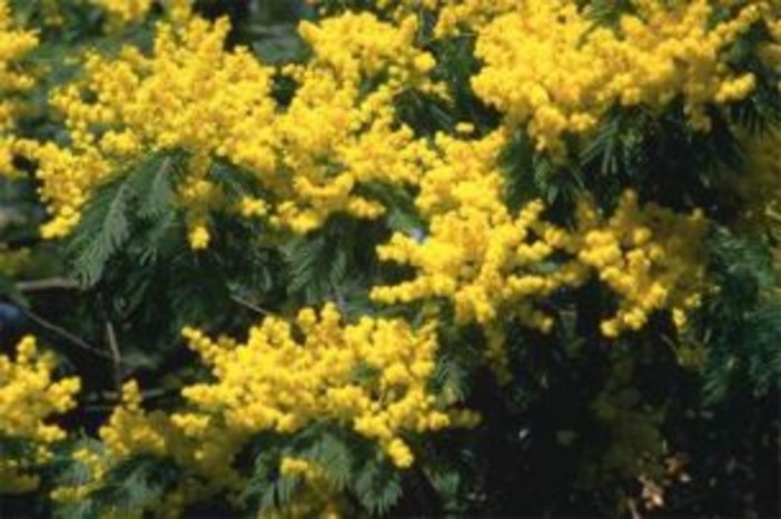 #8marzo: le origini della festa dedicata alla donna e il pensiero delle amministratrici della nostra provincia