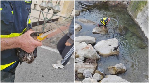 Dolceacqua, marangone ferito salvato da Ambulanze Veterinarie Odv (Foto)