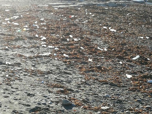 Bordighera: al via oggi la pulizia delle spiagge dopo le mareggiate, Pallanca “Vogliamo farle trovare pulite e accessibili ai turisti che arriveranno in città” (Video)
