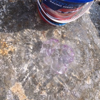 Sanremo: lettrice segnala il ritrovamento di tre rari esemplari di medusa quadrifoglio