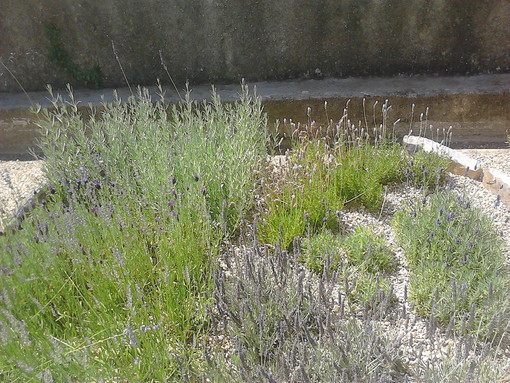 Il ritorno della lavanda: una risorsa del Ponente mai dimenticata nel racconto di Pierluigi Casalino