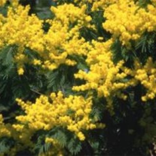 Ultimi giorni per partecipare al gioco della 'Festa delle Donna' su Radio Onda Ligure 101