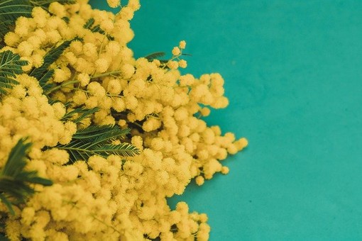 Lo sapevi? 5 curiosità sulla mimosa per la festa delle donne Lo sapevi? 5 curiosità sulla mimosa per la festa delle donne