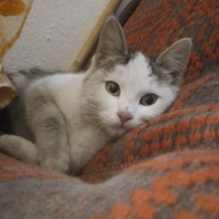 Arma di Taggia: la gattina Motorina è stata adottata Arma di Taggia: la gattina Motorina è stata adottata