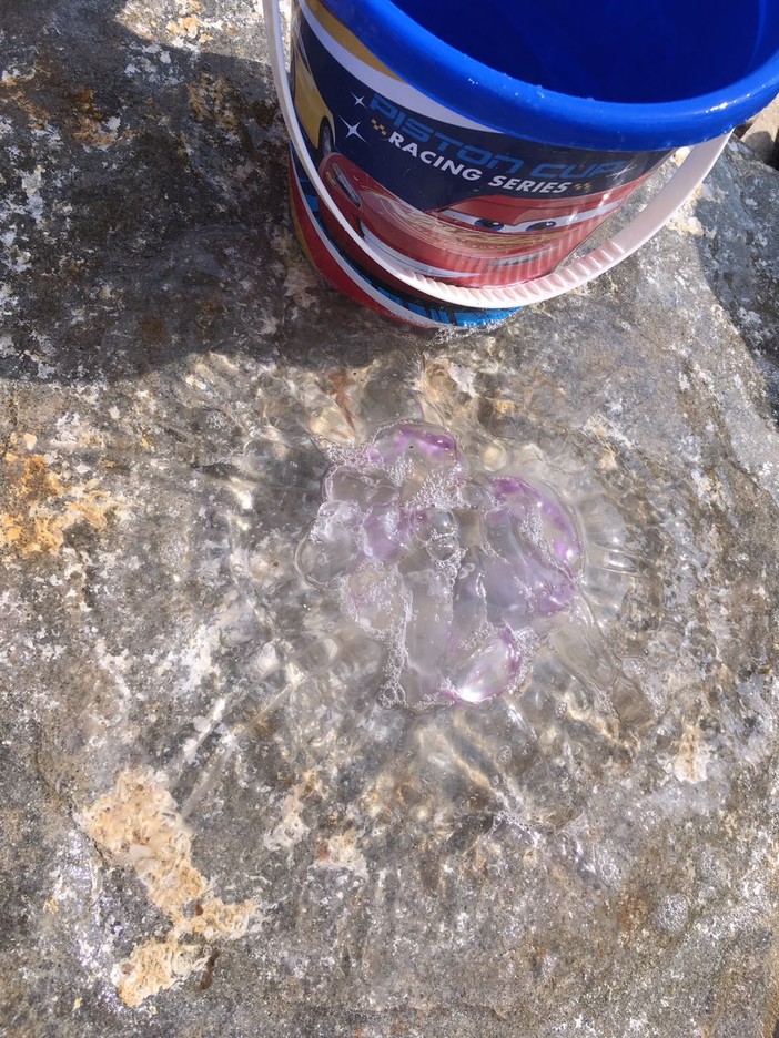 Sanremo: lettrice segnala il ritrovamento di tre rari esemplari di medusa quadrifoglio