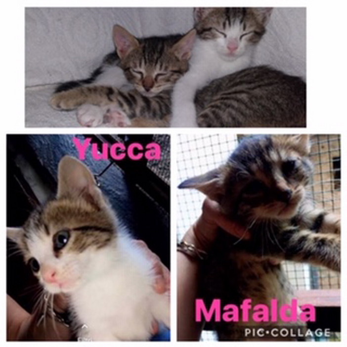 Badalucco: le gattine Mafalda e Yucca aspettano di essere adottate