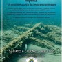 Immersioni subacquee e monitoraggio dei fondali con il Borgo Marina Diving di Imperia Immersioni subacquee e monitoraggio dei fondali con il Borgo Marina Diving di Imperia