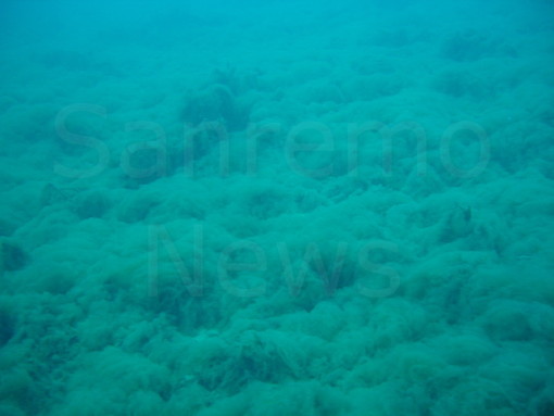 Imperia: acqua del mare con mucillaggine, la segnalazione di un lettore Imperia: acqua del mare con mucillaggine, la segnalazione di un lettore
