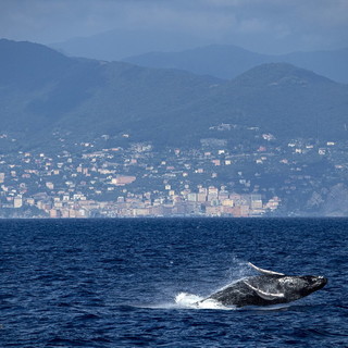 Megattera avvistata nel ponente ligure: le raccomandazioni della Guardia Costiera per i diportisti Megattera avvistata nel ponente ligure: le raccomandazioni della Guardia Costiera per i diportisti
