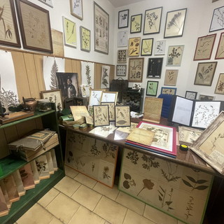 Marco Damele: il custode delle erbe. Come ha raccolto e catalogato oltre 4000 specie di piante essiccate