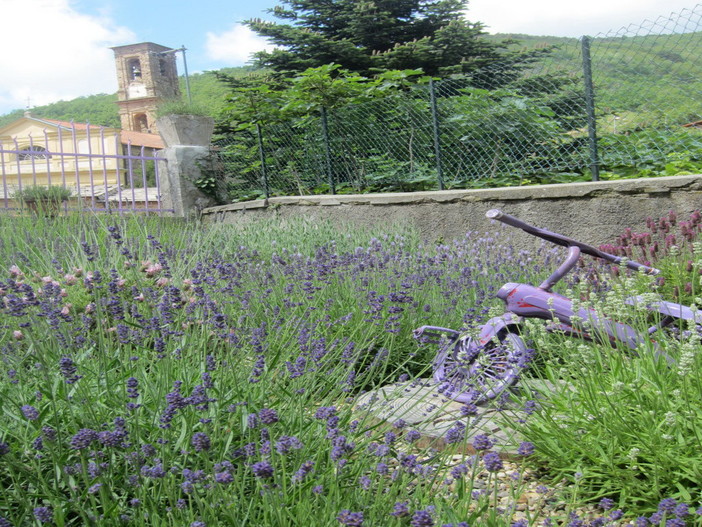 Montalto Carpasio: due associazioni hanno chiesto di poter gestire il Museo della Lavanda, il Comune cerca il confronto Montalto Carpasio: due associazioni hanno chiesto di poter gestire il Museo della Lavanda, il Comune cerca il confronto