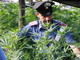 Imperia: coltivava Marijuana in casa, 61enne denunciato dai CC. Aveva 11 piante in casa