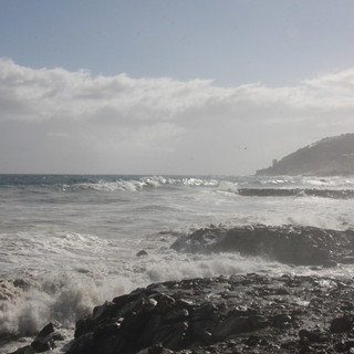 Sanremo: odore insopportabile sul lungomare Calvino, erano meduse morte sulla spiaggia Sanremo: odore insopportabile sul lungomare Calvino, erano meduse morte sulla spiaggia