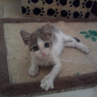 Sanremo: la gattina Michelina è in cerca di una nuova famiglia