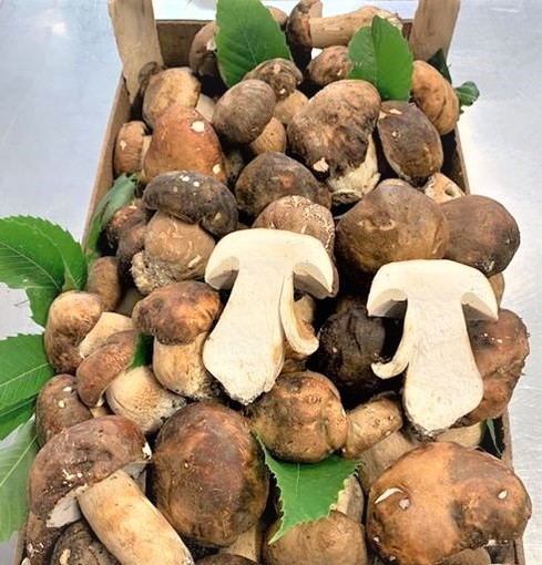 Alle Macine del Confluente sono arrivati i primi funghi della stagione