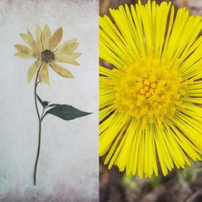 Sanremo: ‘Mondo Vegetale, opere d’arte viventi. Erbe ed erbari’, una mostra dedicata a Libereso Guglielmi Sanremo: ‘Mondo Vegetale, opere d’arte viventi. Erbe ed erbari’, una mostra dedicata a Libereso Guglielmi