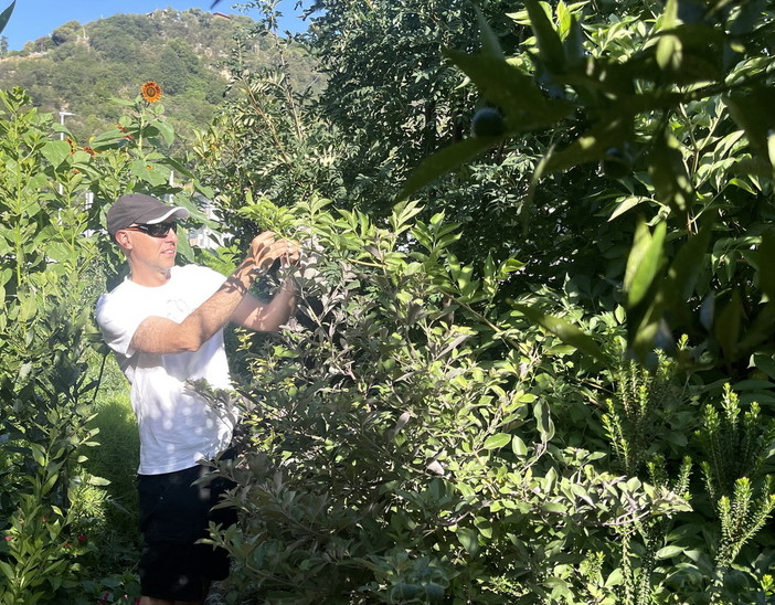 Liguria selvatica. Il viaggio di Marco Damele tra le erbe selvatiche del ponente ligure