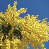 La mimosa ligure conquista l’8 marzo: stagione positiva per il Mercato dei Fiori di Sanremo