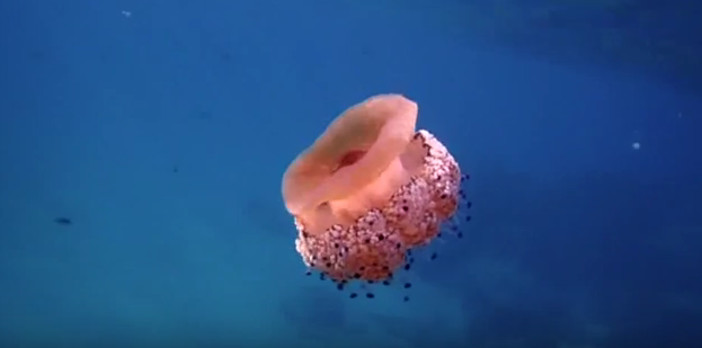 Cervo: una medusa che balla al ritmo di musica classica. Dove poteva succedere se non nel paese della musica da camera? (VIDEO)