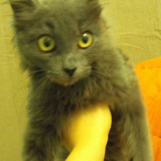 Ambulatori veterinari, l'opinione di Giovanni Persico presidente della Lega del Gatto di Sanremo Ambulatori veterinari, l'opinione di Giovanni Persico presidente della Lega del Gatto di Sanremo