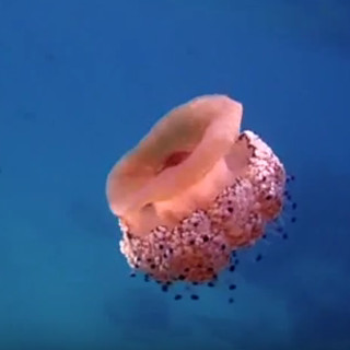 Cervo: una medusa che balla al ritmo di musica classica. Dove poteva succedere se non nel paese della musica da camera? (VIDEO)