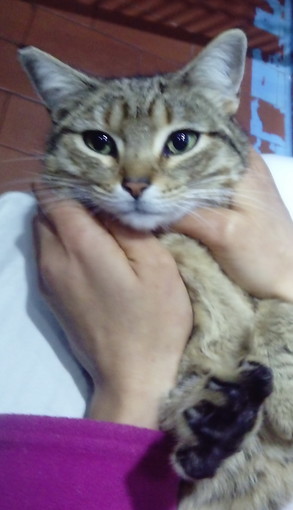 Sanremo: la gattina di otto mesi nei giorni scorsi è stata adottata