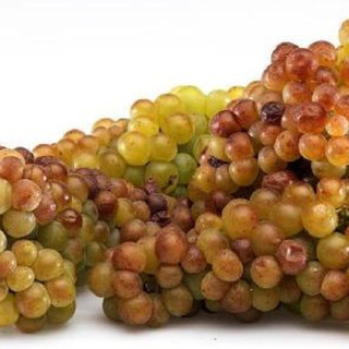 Riva Ligure: “Moscatello di Taggia” - 600 anni di storia e una grande festa.