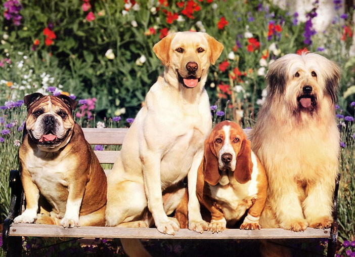 Sanremo: oggi e domani il Liguria International Dog Show al Mercato dei fiori