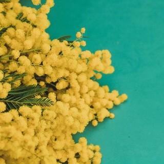 Sanremo: Festa della Donna, oggi pomeriggio in piazza Colombo un gazebo con Forza Italia