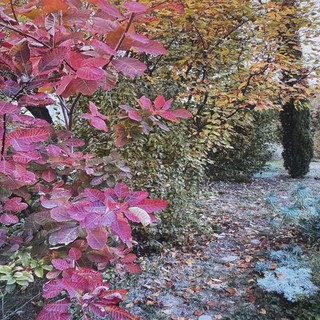 Bordighera: una mostra fotografica del 'Giardino di Silvana' presso la sede dell'UCD/ANPI Bordighera: una mostra fotografica del 'Giardino di Silvana' presso la sede dell'UCD/ANPI