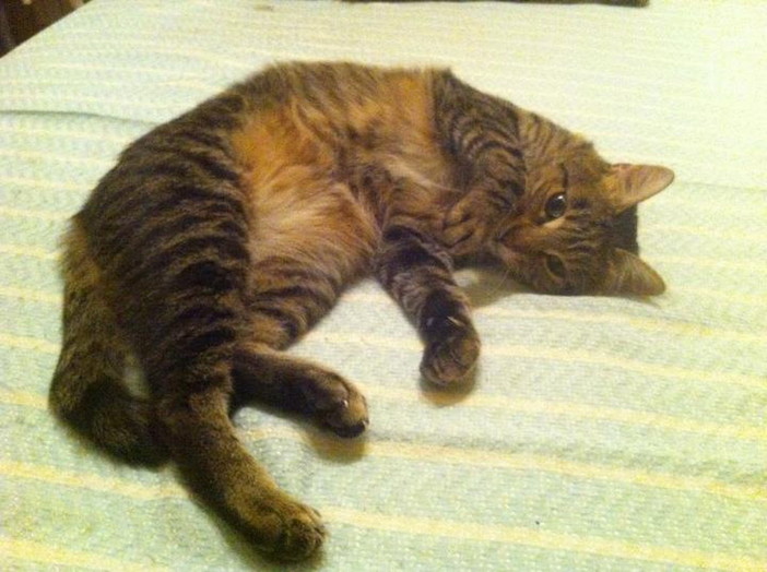 Sanremo: è stato smarrito il gatto di nome Miky