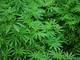 Come acquistare marijuana (legale) online