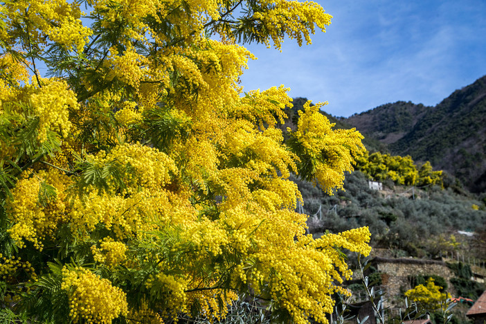 Inverno caldo e mimosa in anticipo: il clima accelera i tempi, ma prezzo e qualità restano soddisfacenti