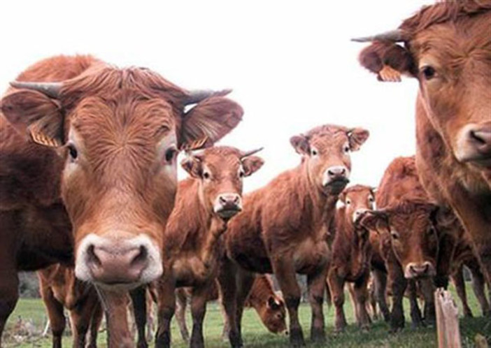 Zootecnia, Coldiretti Imperia: "Settore quasi in ginocchio per costi di produzione, fauna selvatica e siccità"