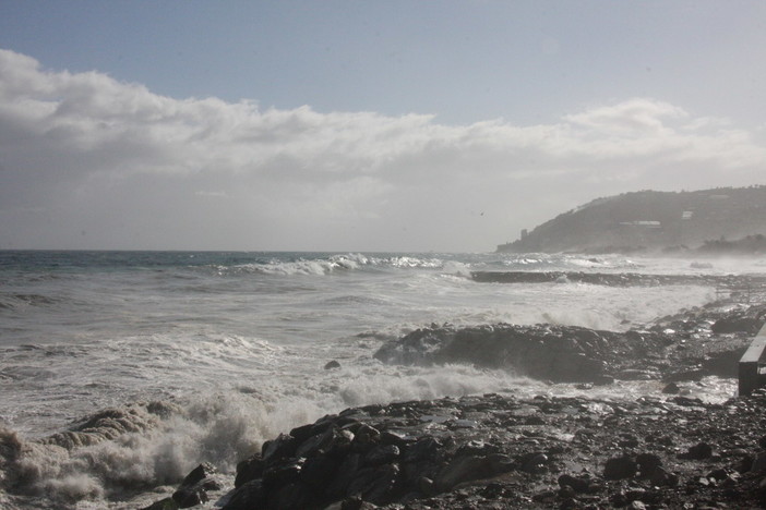 Sanremo: odore insopportabile sul lungomare Calvino, erano meduse morte sulla spiaggia Sanremo: odore insopportabile sul lungomare Calvino, erano meduse morte sulla spiaggia