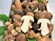Alle Macine del Confluente sono arrivati i primi funghi della stagione