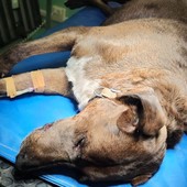 Ospedaletti, viene aggredito da un cinghiale: meticcio salvato da Ambulanze Veterinarie Odv