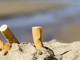 Imperia: il consiglio comunale boccia la mozione sulla spiaggia 'Smoke Free', Bencardino "Noi contro al proibizionismo" Imperia: il consiglio comunale boccia la mozione sulla spiaggia 'Smoke Free', Bencardino "Noi contro al proibizionismo"