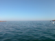 Santo Stefano al Mare: ecco perché i cavallucci marini lo hanno scelto, l'intervista alla biologa vice Sindaco (Video)